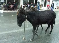 Çarşının Maskotu Haline Geldiler