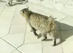 Bu Kedinin Kuyruğu Çok Konuşuluyor