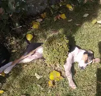 Objektife Takılan