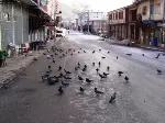 Güvercinlere Yem Atmak Huzur Veriyor