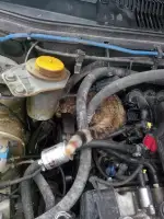 Otomobil Motoruna Sıkışan Kedi Zor Anlar Yaşattı
