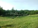 Görenler Şaşırıyor.