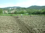 Bu Fasulye Başka Fasulye