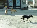 Köpekler Korku Salıyor.