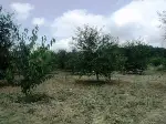 Vişne Üreticisi Umutlu