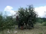 Vişne Üreticisi Umutlu