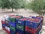 Vişne Üreticisi Umutlu