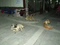 Başıboş Köpekler Korkutuyor