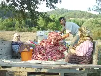 Barbunya Hasadı Başladı