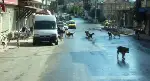 Taraklı Sokakları Onların