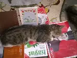 TARAKLI AJANS Objektifine Takılan