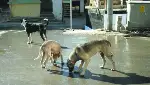 Taraklı Sokakları Onların