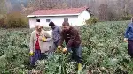 Enginarda son Hasat da Yapıldı: