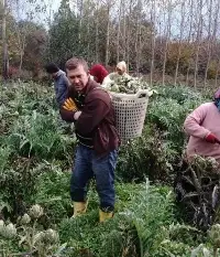 Enginarda son Hasat da Yapıldı:
