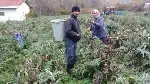 Enginarda son Hasat da Yapıldı: