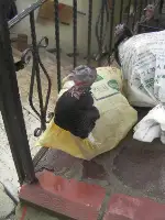 Yılbaşı yaklaştı hindi satışları başladı