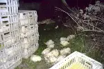 Tavuk Yüklü Kamyon Devrildi