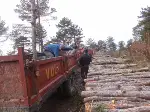 Kışlık Yakacak Odun Telaşı