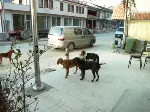 Sokaklar Başıboş Köpeklerin