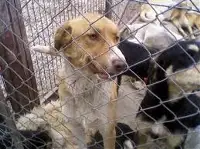 Sahipsiz Köpekler Toplanıyor