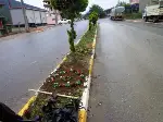 Yol Güzergahına Rengarenk Çiçekler Dikiliyor.