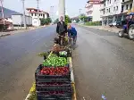 Yol Güzergahına Rengarenk Çiçekler Dikiliyor.