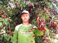 Vişne Hasadı Başladı