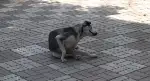 Çelenk Sunma Töreninde Objektife Takılan....