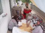 Taraklı'da Ev Hanımlarının Kışlık Telaşı Başladı