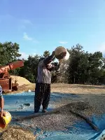 Taraklı’da Nohut Hasadı Başladı