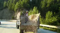 Asfaltta Ayçiçek Kurutuyorlar