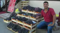 Siyah Üzüm Taraklı'da Tezgahlarda Yerini Alıyor