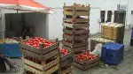 Salçalık Domates Sezonu Hızlı