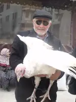 Yılbaşı hindileri pazarda görücüye çıktı!