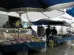 Taraklı'da  Kar Yağışı Üşüttüi