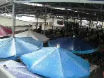 Taraklı'da  Kar Yağışı Üşüttüi