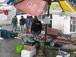 Taraklı'da  Kar Yağışı Üşüttüi
