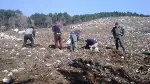 TARAKLI’DA YANAN ORMANLIK ALAN AĞAÇLANDIRILIYOR
