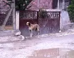 Komşu İlçelerin Başıboş Köpekleri Taraklı’ya mı ?