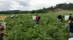 TARAKLI’DA ENGİNAR HASADI BAŞLADI