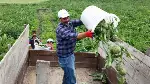 TARAKLI’DA ENGİNAR HASADI BAŞLADI