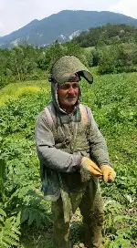 TARAKLI’DA ENGİNAR HASADI BAŞLADI