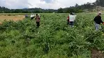TARAKLI’DA ENGİNAR HASADI BAŞLADI