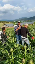 TARAKLI’DA ENGİNAR HASADI BAŞLADI