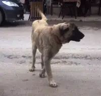 Komşu İlçelerin Başıboş Köpekleri Taraklı’ya mı ?
