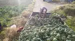 TARAKLI’DA ENGİNAR HASADI BAŞLADI