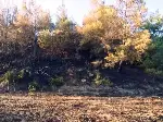 Tarlada Çıkan Yangın Korkuttu