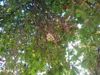 Ağaç Çiçek Açtı