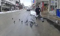 Güvercinlere Yem Atmak Huzur Veriyor