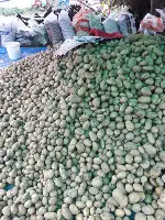 Patates Hasadı Başladı: